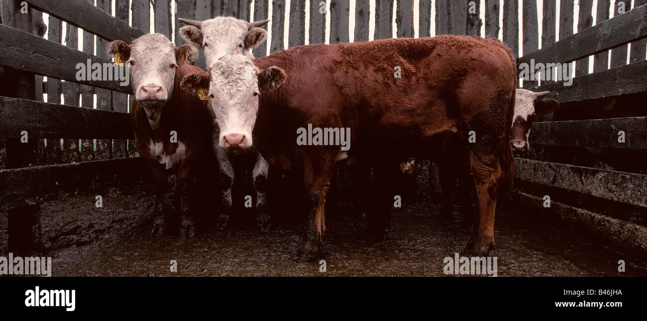Cattle, Alberta, Canada Stock Photo Alamy