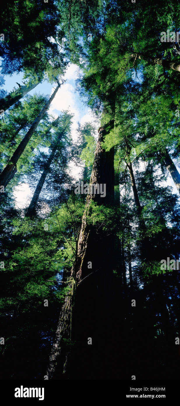 Trees, Vancouver Island, British Columbia, Canada Stock Photo