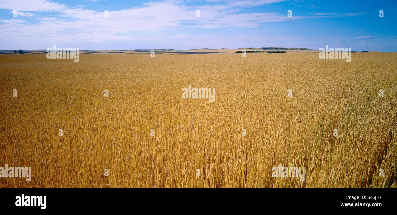 Grain Field, Alberta, Canada Stock Photo