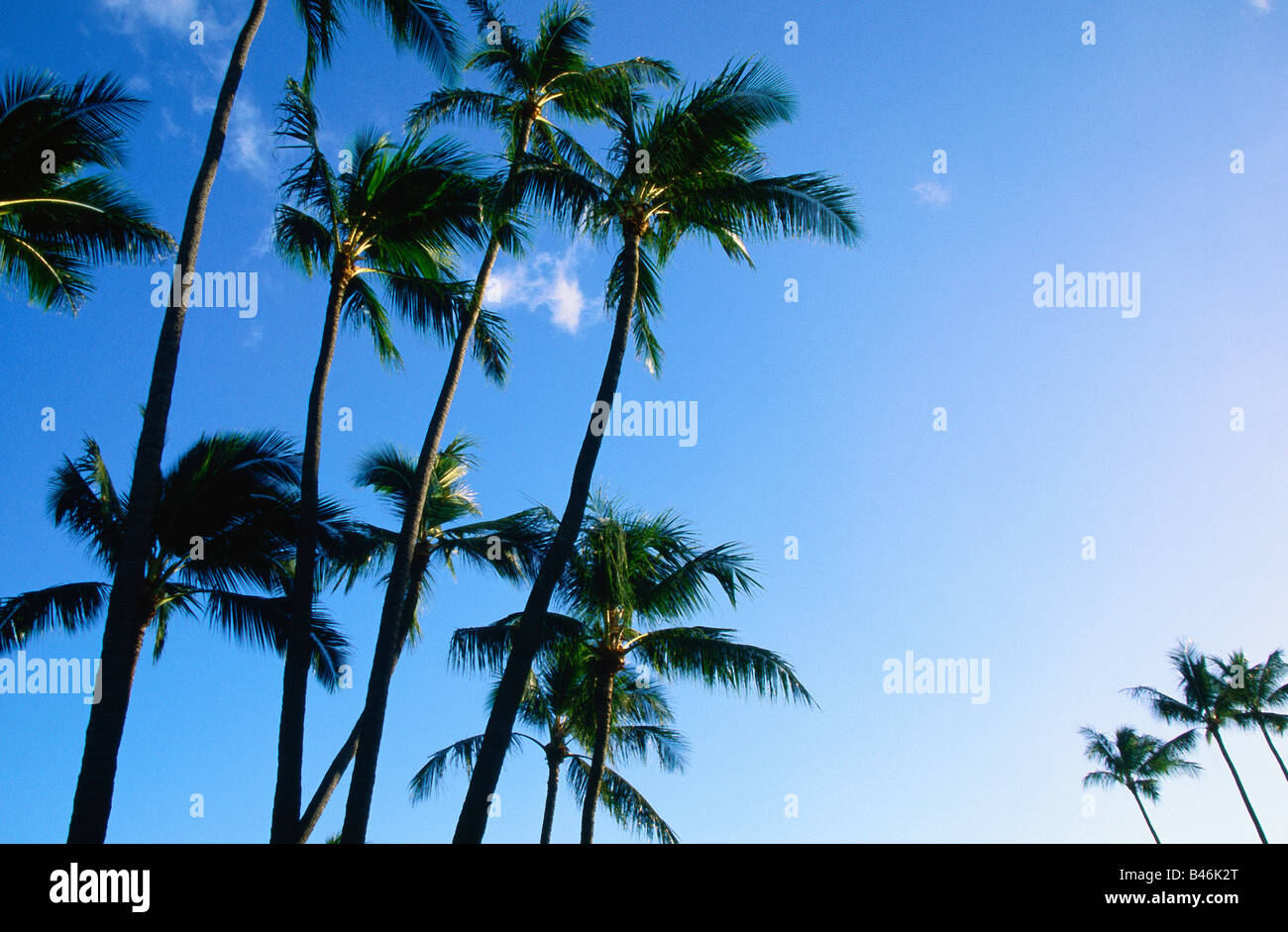 Palm Trees, Honolulu, Hawaii, USA Stock Photo Alamy