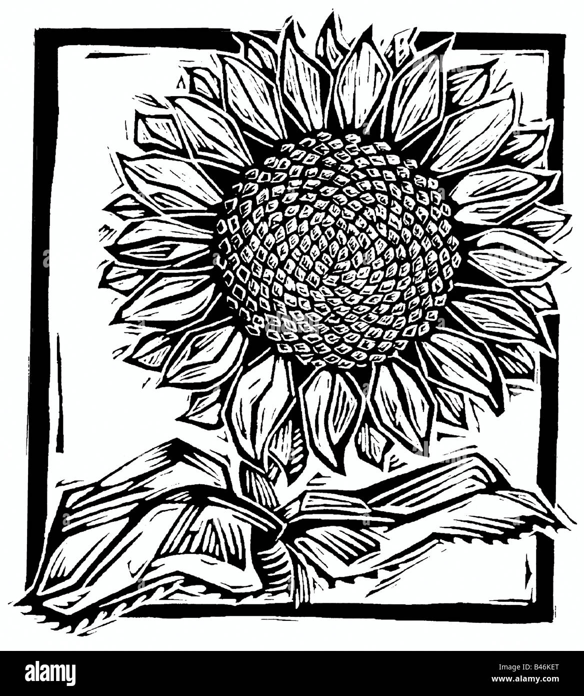 Sunflower illustration Black and White Stock Photos & Images - Alamy