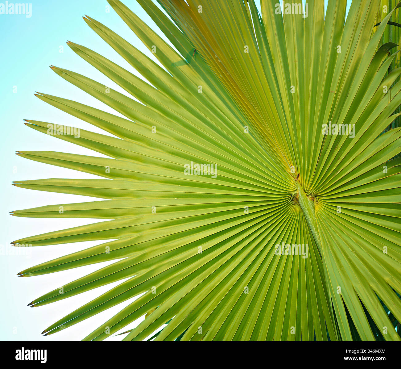 Palm leaf, Canary Islands Stock Photo