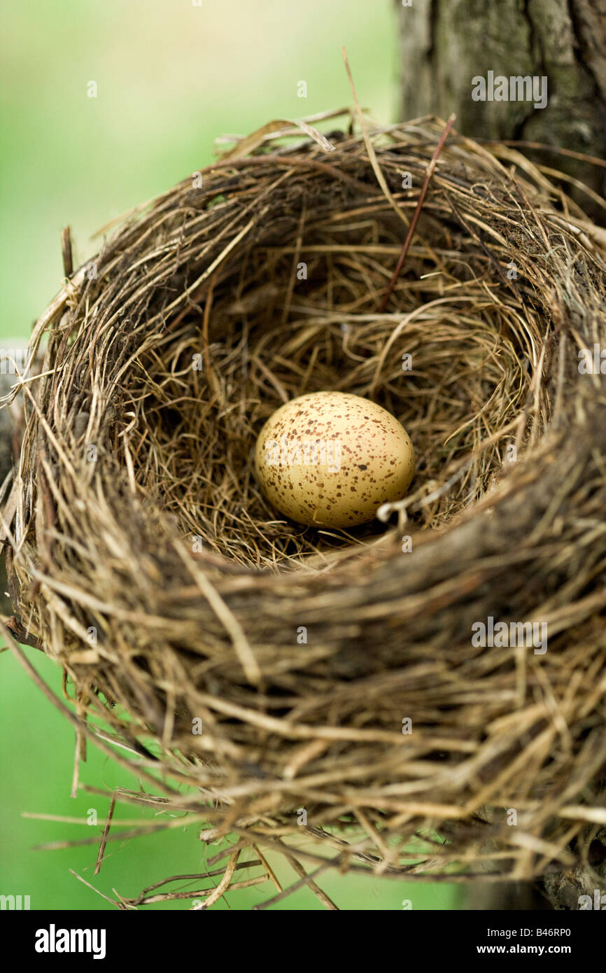 Egg in Nest Stock Photo Alamy