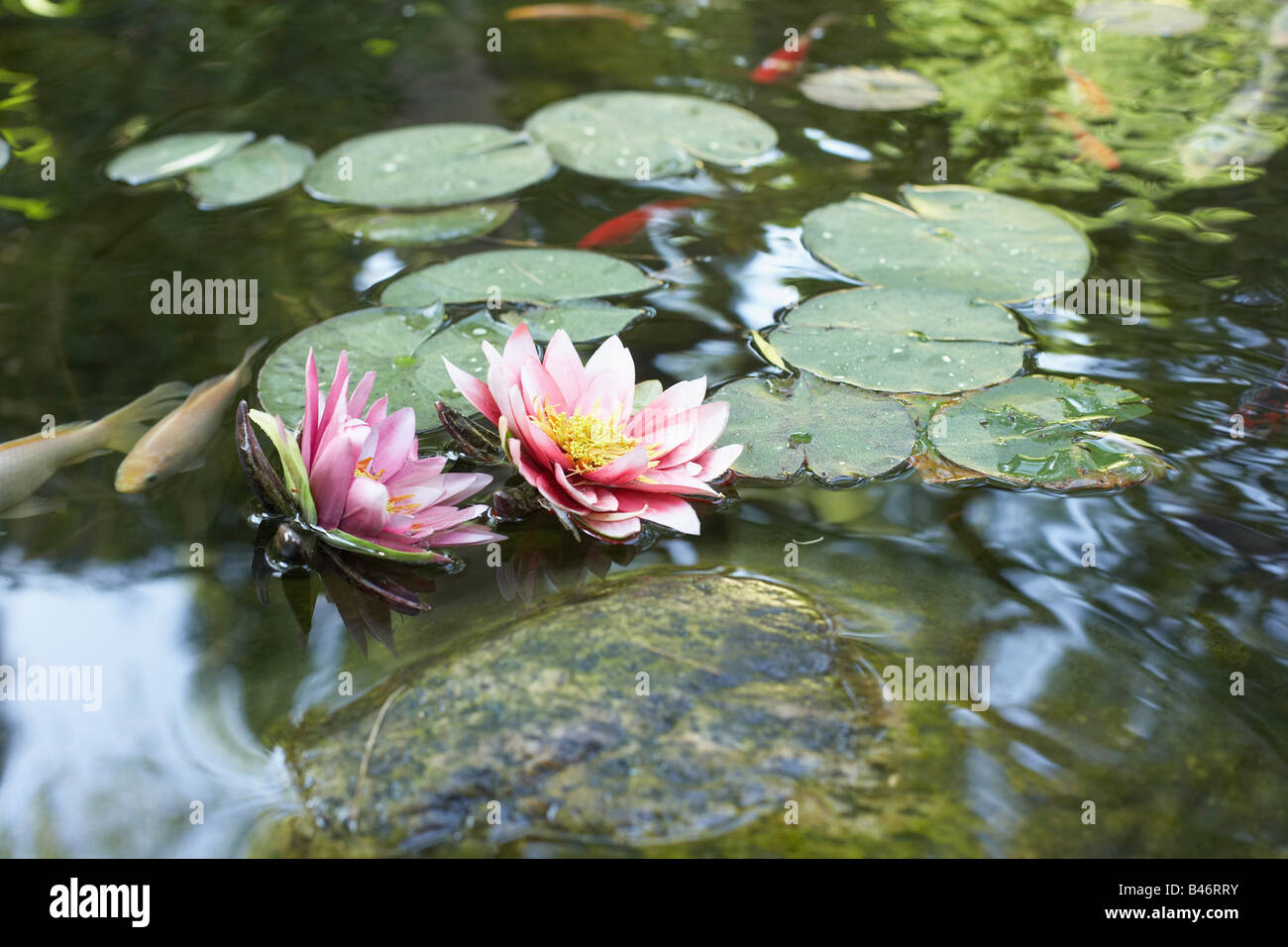 Image showcasing Green Water Lilies High Resolution Stock Photography and Images - Alamy