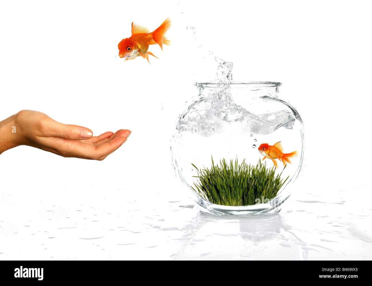 Gold Fish Jumping Out Of Fish Bowl High Resolution Stock Photography