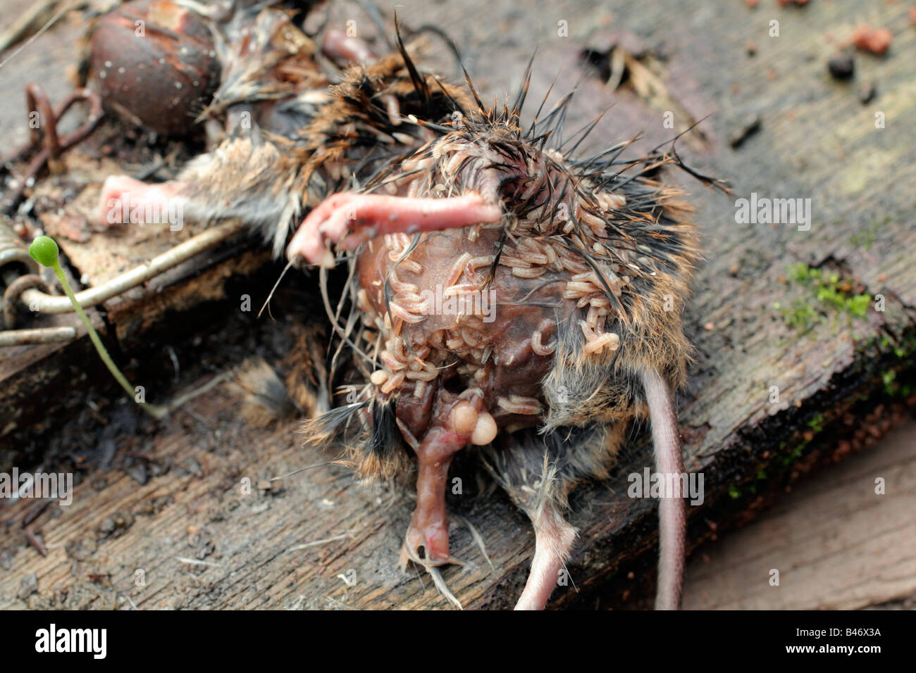 A FIELD MOUSE CARCASS BEING CONSUMED BY FLY MAGGOTS Stock Photo