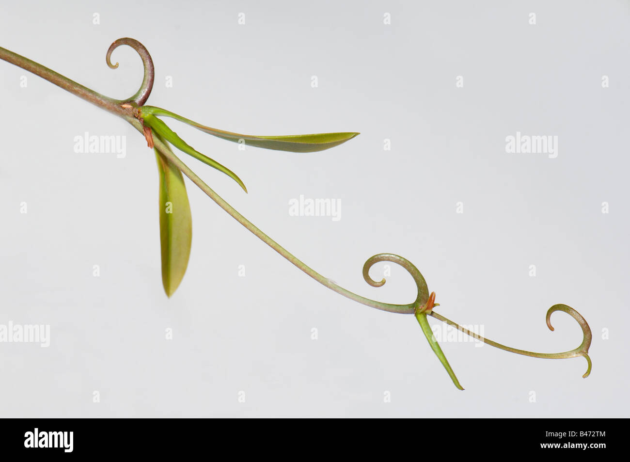 Liana (Ancistrocladus benomensis). Twig with hooks for climbing Stock Photo