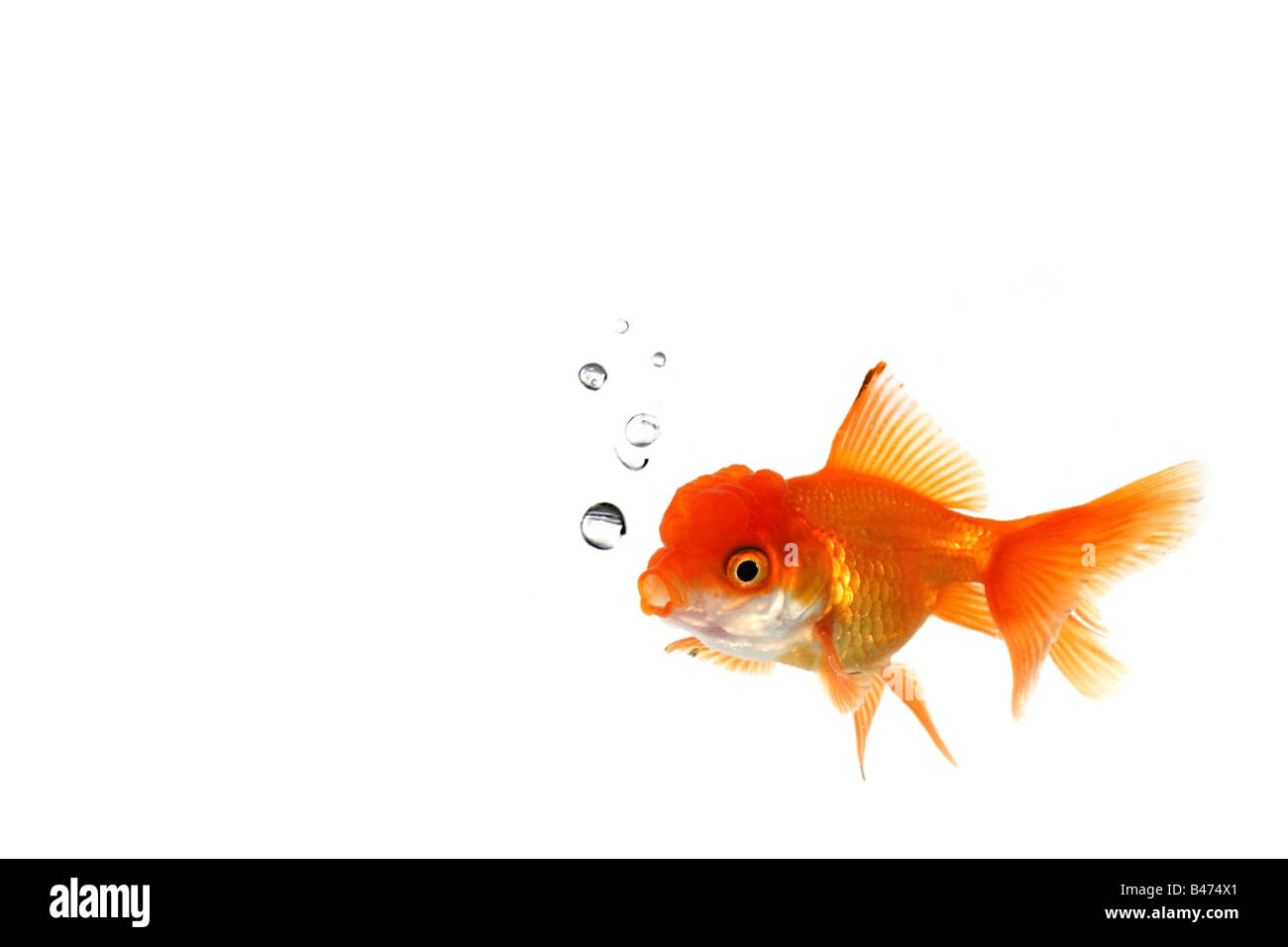 Lone Goldfish in an Aquarium With Bubbles Rising From His Mouth Stock