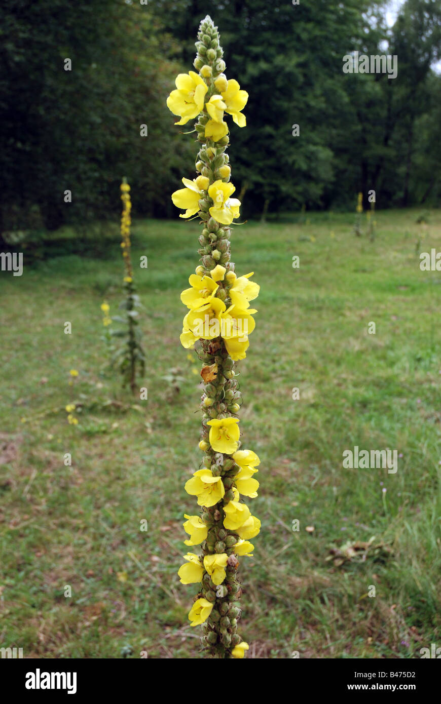 Verbascum (Mullein) plant on a meadow, Poland Stock Photo Alamy