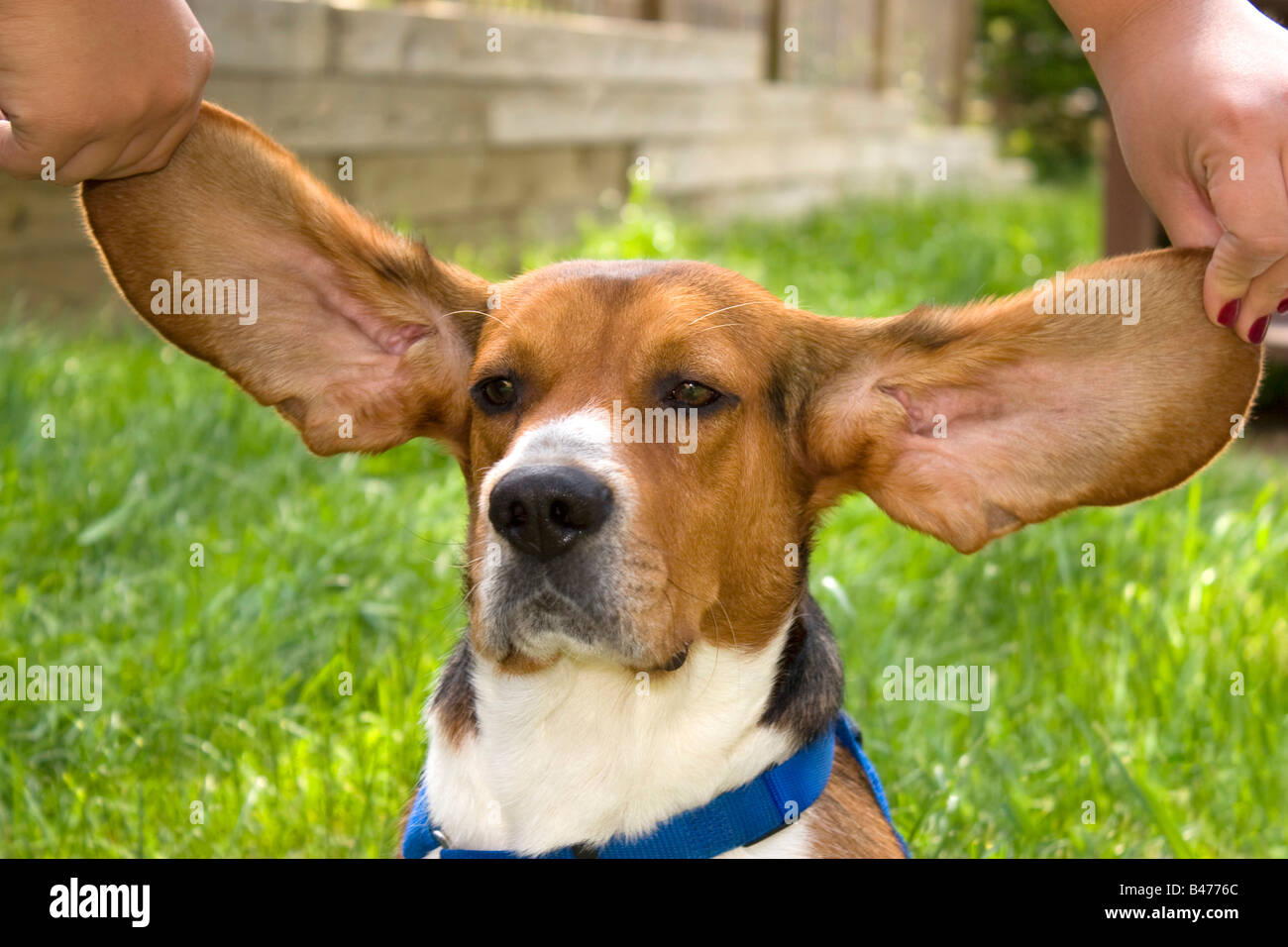 A cute young beagle puppy with huge floppy ears Stock Photo