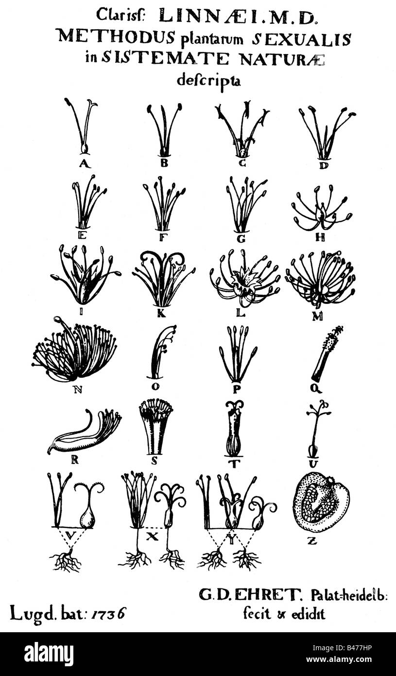 Linne, Carl von, 23.5.1707 - 10.1.1778, swedish natural scientist, works, 'Fundamenta botanica', page, Leiden, 1736, Stock Photo