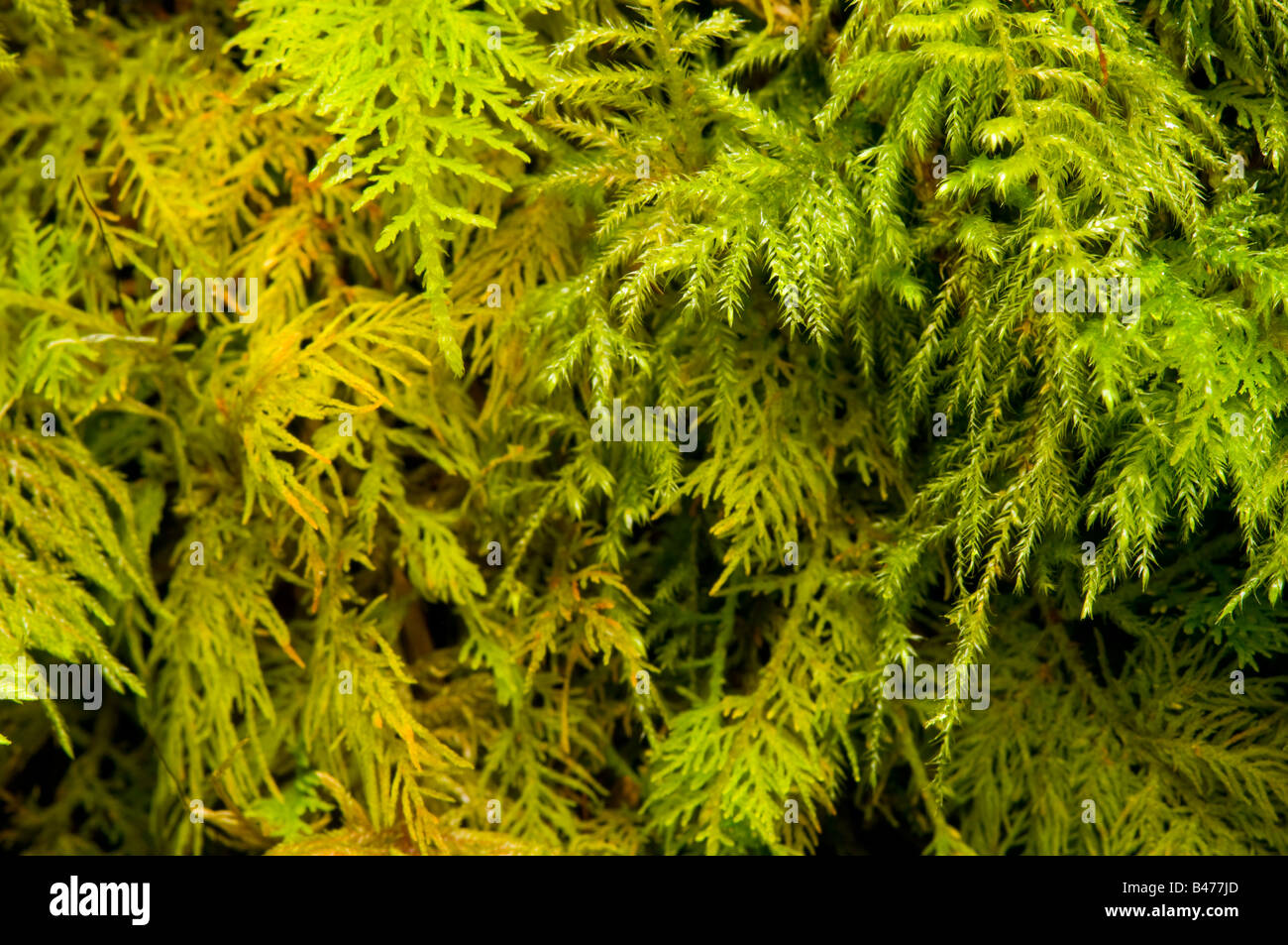 Close-up of thick sphagnum moss growth Stock Photo