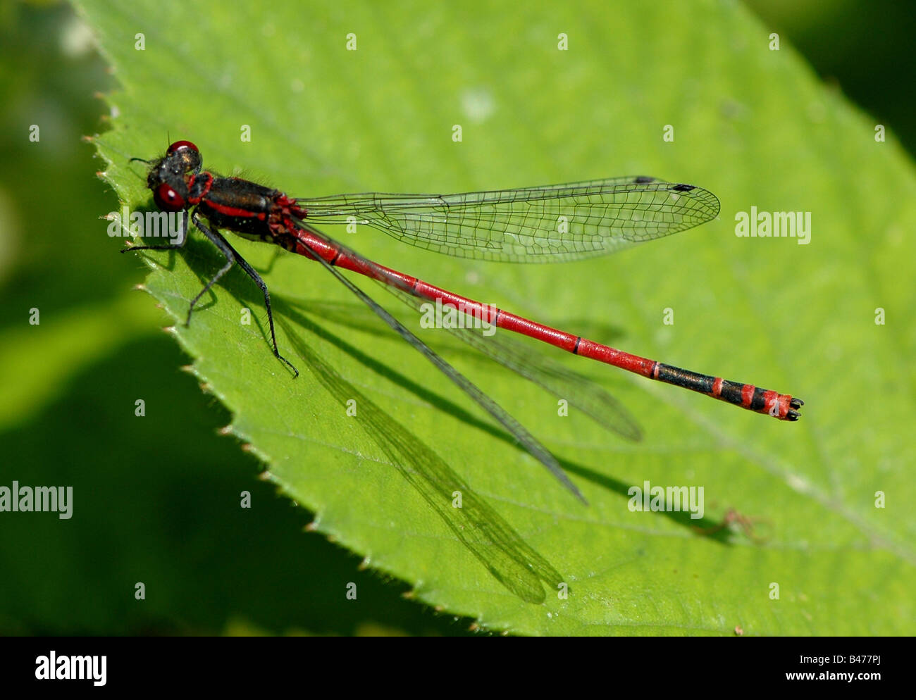 A Large Red Damselfly Pyrrhosoma nymphula rests on a leaf Stock Photo ...