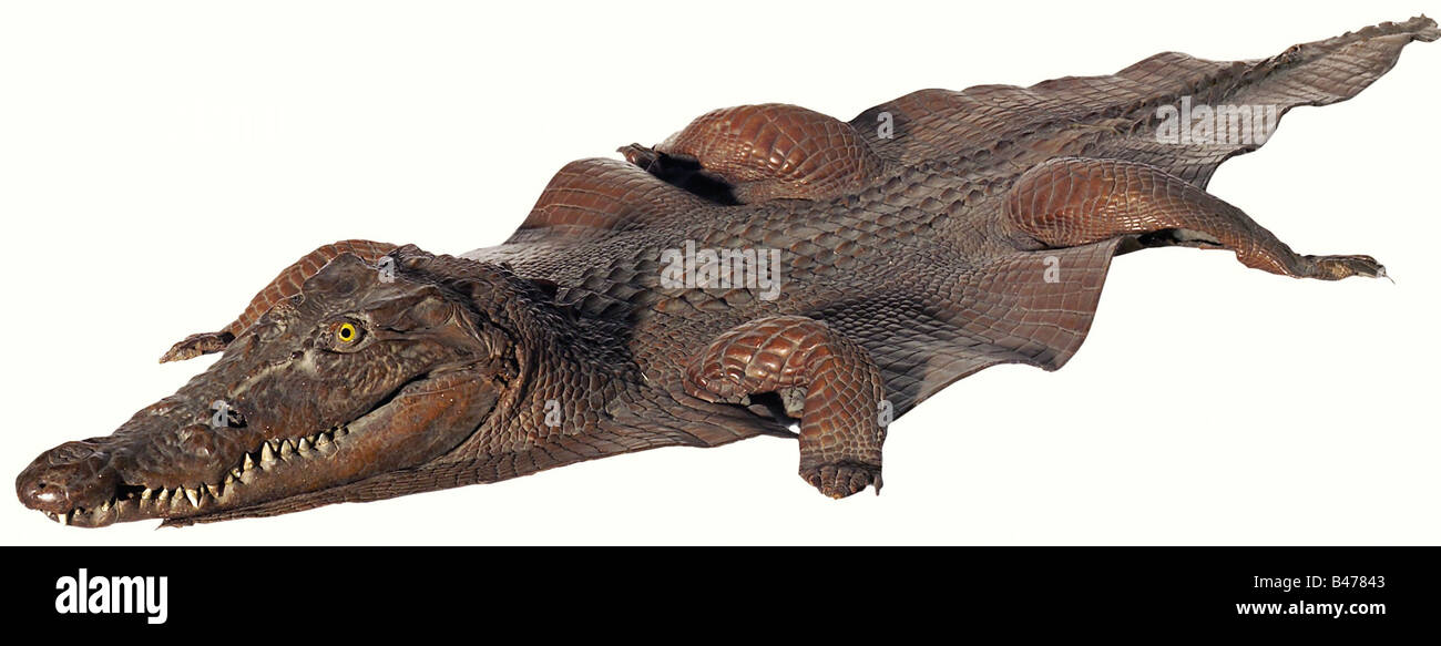 A Nile crocodile, North Africa, 18th/19th century. Elaborately prepared skull with lower jaw, teeth and inset glass eyes, the skin spread out flat and with a brownish colour. The end of the tail and some claws are damaged. Length 263 cm. historic, historical, 19th century, 18th century, handicrafts, handcraft, craft, object, objects, stills, clipping, clippings, cut out, cut-out, cut-outs, macabre, horrible, skulls, bone, bones, cranial bone, morbid, Stock Photo
