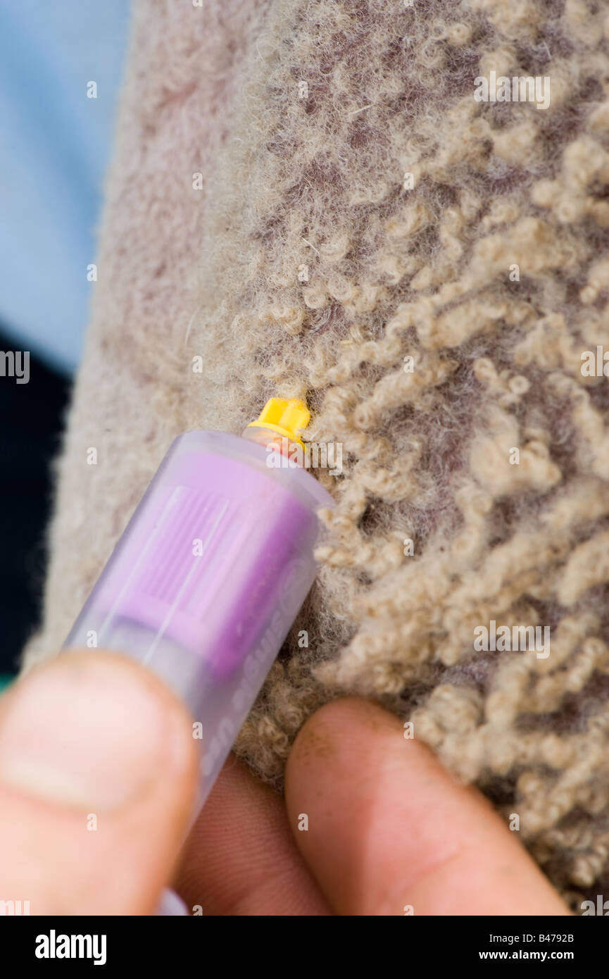 Vet collecting blood sample of sheep to test for Blue Tongue disease