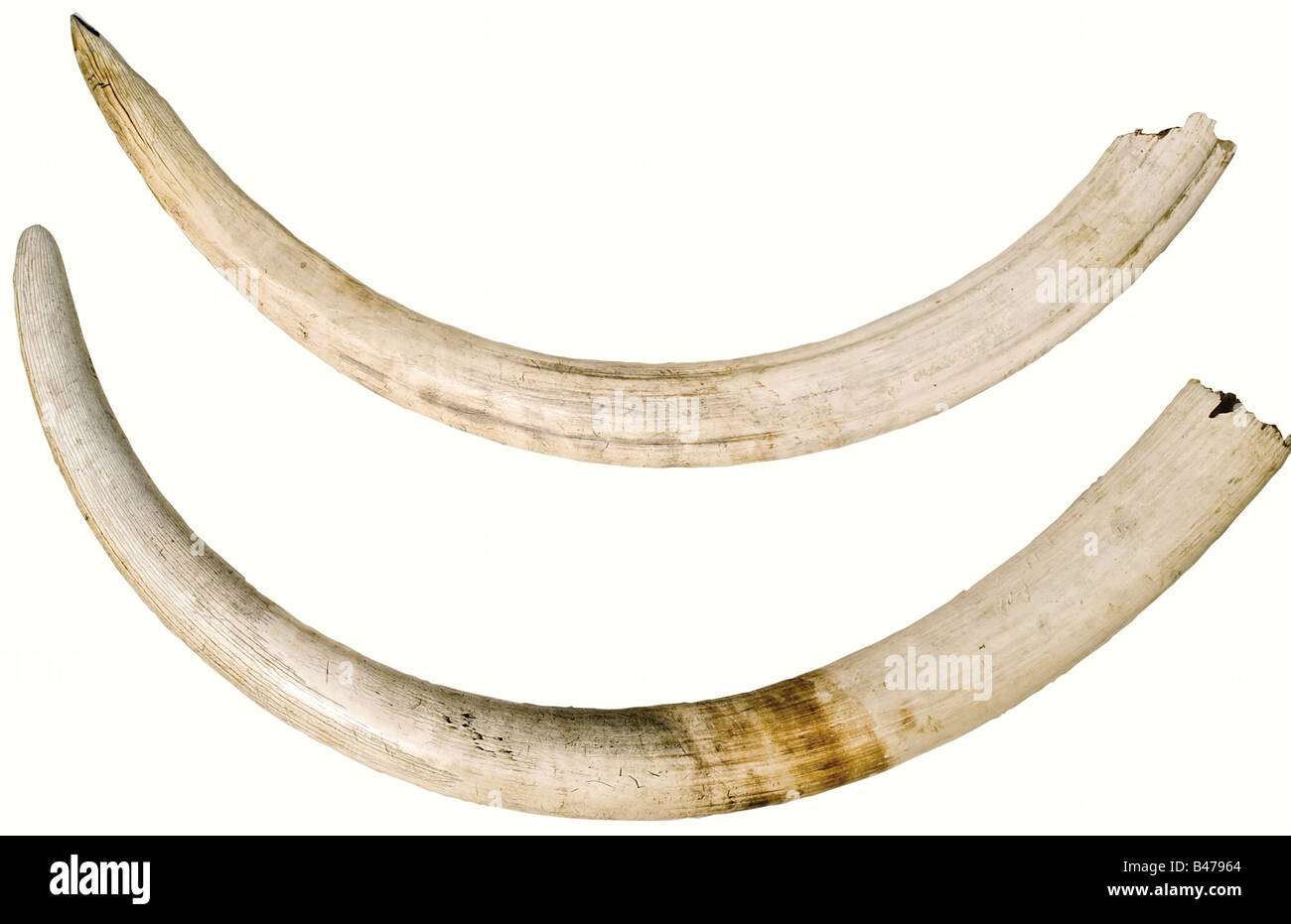 A pair of elephant tusks, Africa, circa 1960/70. Large tusks of a full