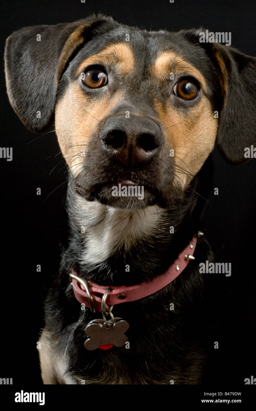 Collar and tag hi-res stock photography and images - Alamy