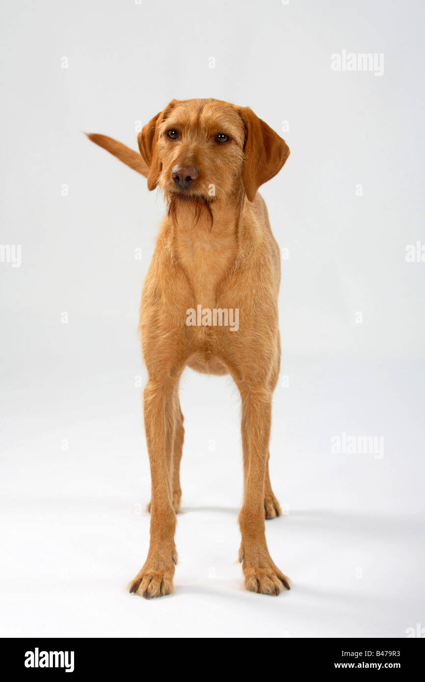 Hungarian Wire haired Pointing Dog Magyar Vizsla Stock Photo