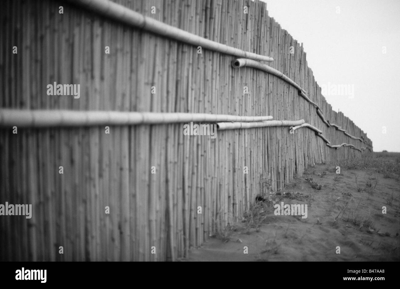 Bamboo wall extending down a beach. Stock Photo