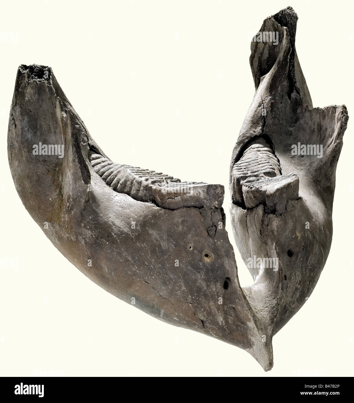 Mammoths lower jaw central europe hires stock photography and images