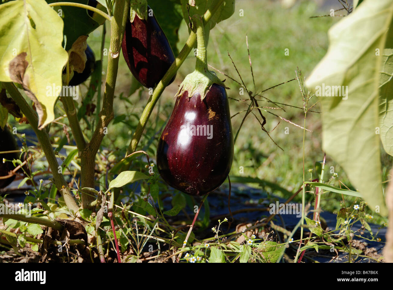 Jiló (Scarlet eggplant) is a fruit known for its bitter taste, widely  consumed in Brazi. Photographed on imperial palm leaf Stock Photo - Alamy