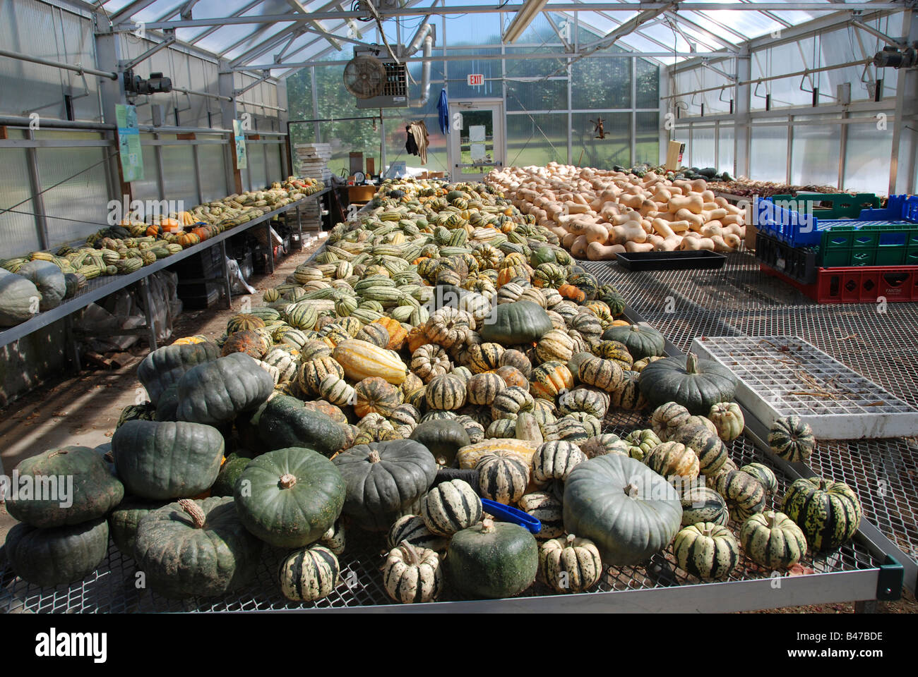 squash inside a greenhouse Stock Photo Alamy