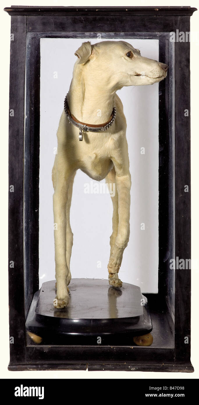 Tsarina Alexandra Fyodorovna - a taxidermical preservation of her favorite pet dog 'Cony'., Small, male Italian greyhound with cream-coloured coat, standing on three legs, his tail raised attentively. The dog is wearing a leather collar with silver-coloured mountings engraved with an abbreviation of the owner's name 'I. Gh. H. Przß. Alix - Neuschloß' (H.G.D.H. Princess Alix - Neuschloß), with a small padlock (key missing). Fitted to a blackened wooden plinth with four ball feet, on the bottom a sealed inventory label reading 'Property of H.R.H. the Grandduke Er, Stock Photo