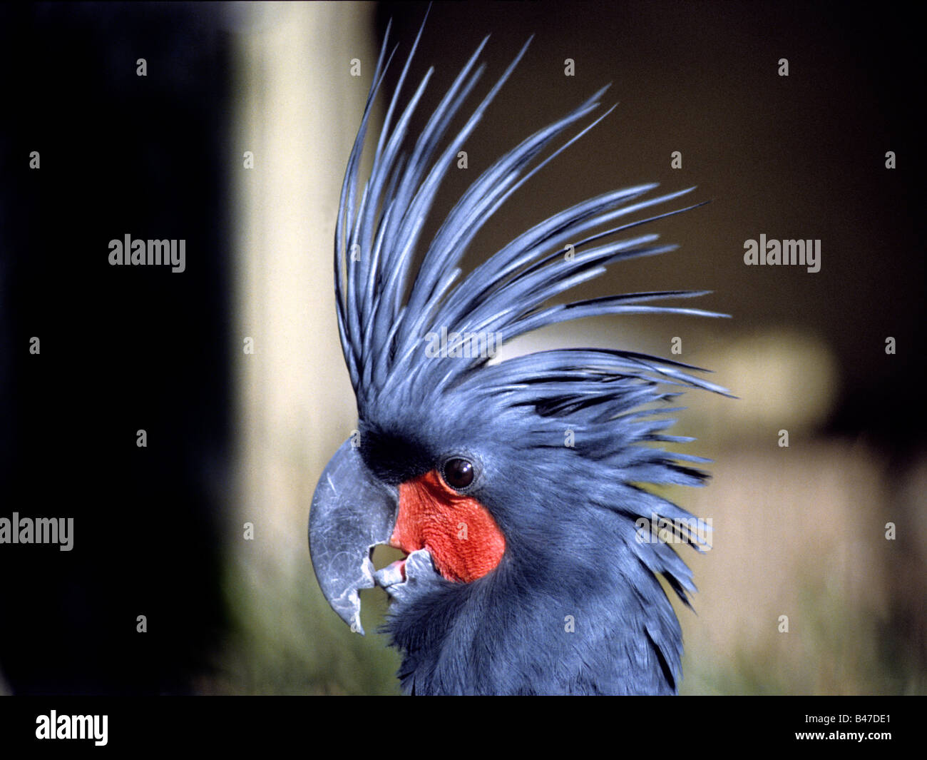 Palm Cockatoo (Probosciger aterrimus) shown with the crest of feathers on its head raised, northern Australia and New Guinea. Stock Photo