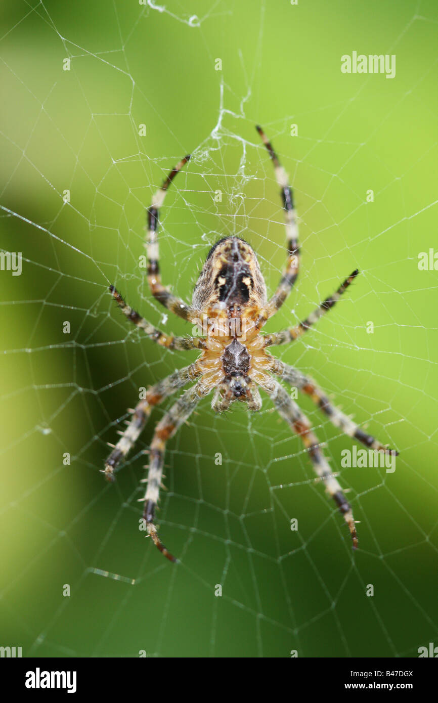 spider in web Stock Photo