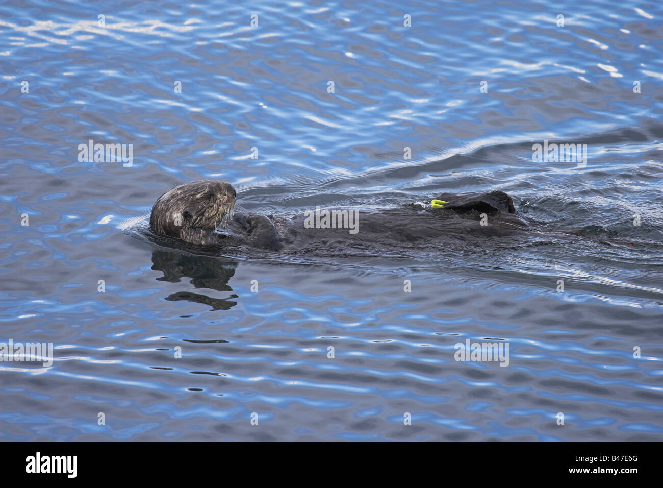 Sea Otter swimming Stock Photo