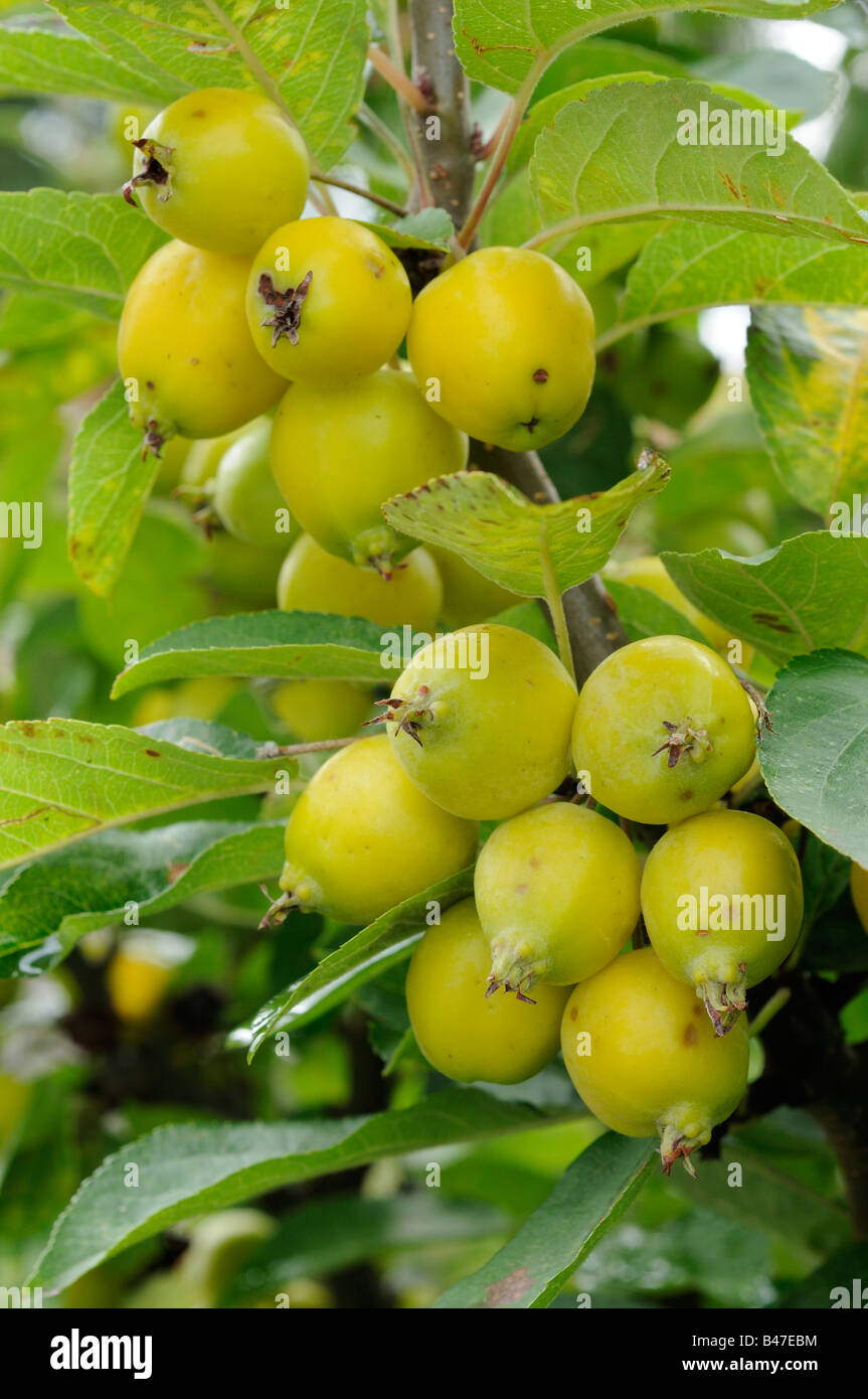 Crab Apple Golden UK September Stock Photo Alamy