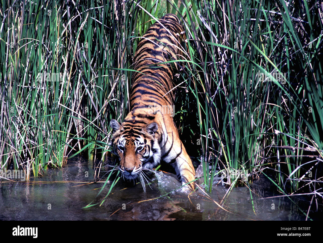 Sumatran tiger (Panthera tigris sumatrae), the smallest of all tigers, enters a river. They have webbing between their feet. Stock Photo