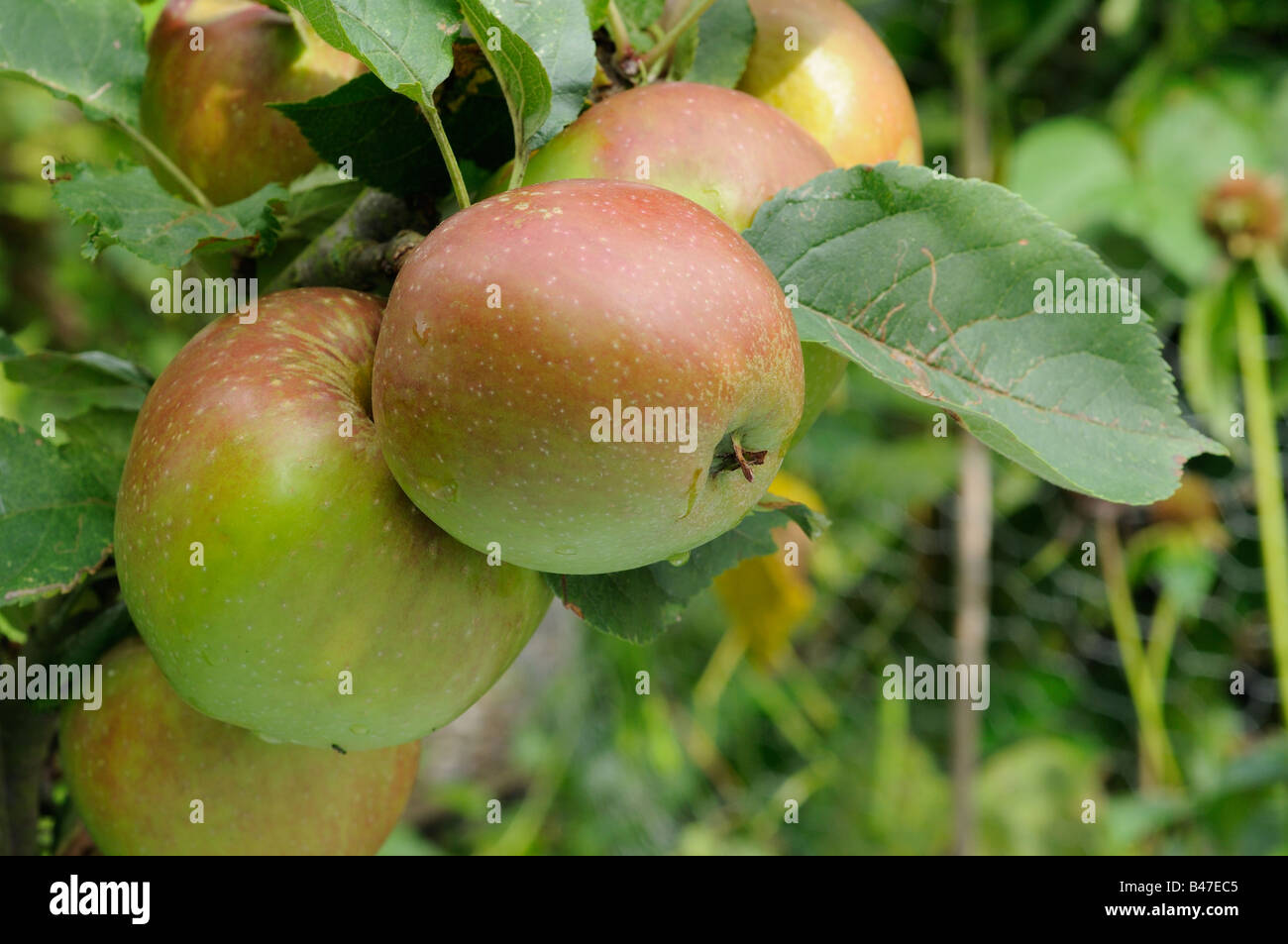Apple Kings Acre Pippin Norfolk UK September Stock Photo