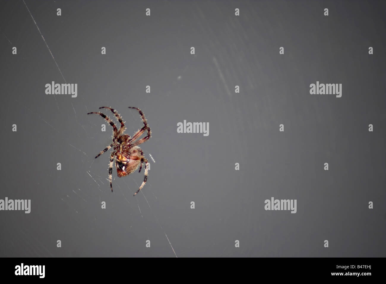 A macro shot of a spider in its web This type of spider is common to ...