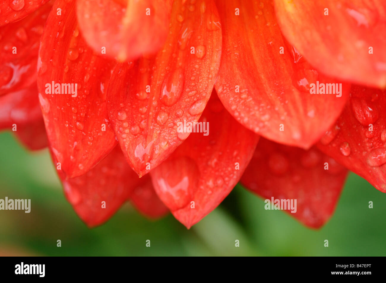 Dahlia cultivar abstract close up of petals with water droplets Stock Photo