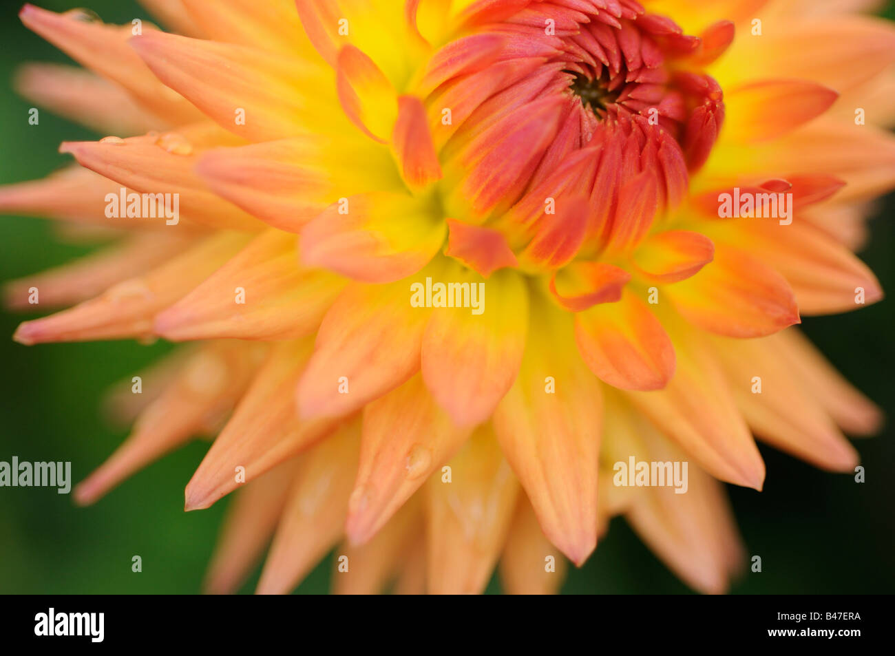 Dahlia cultivar abstract close up of petals with water droplets Stock Photo
