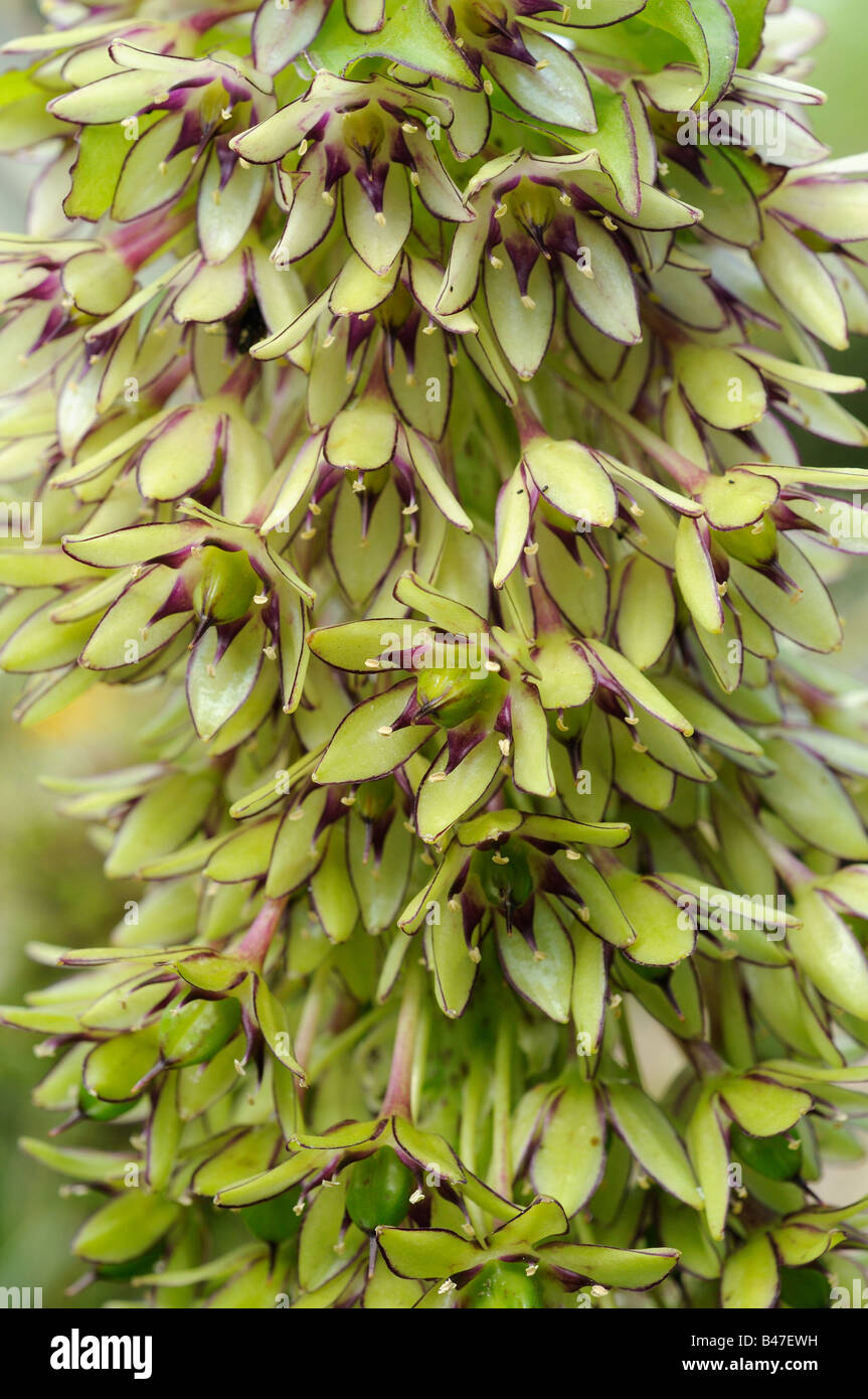 Eucomis pineapple flower close up of flowers UK September Stock Photo