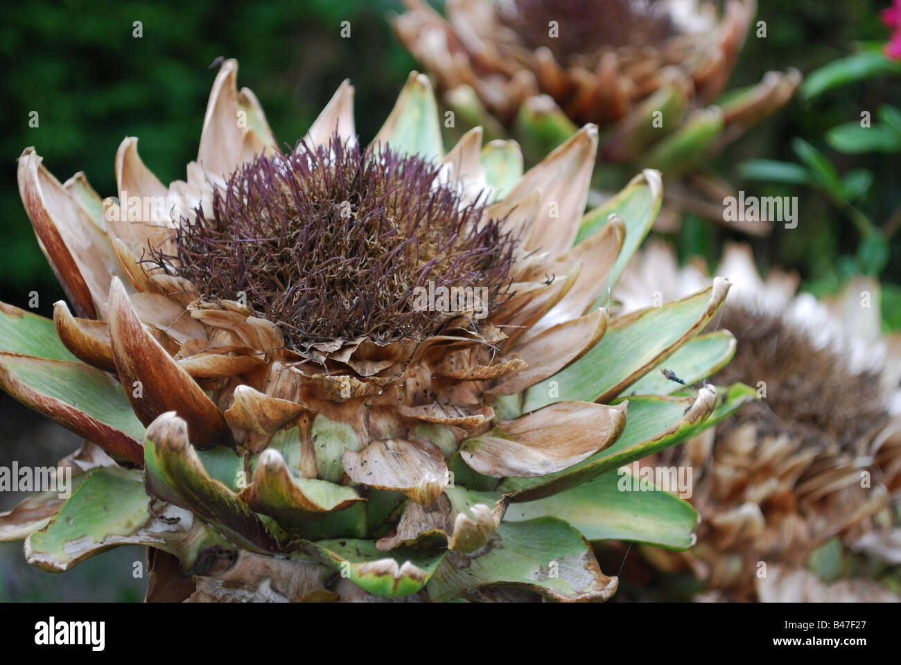 Artichoke seed heads Stock Photo Alamy