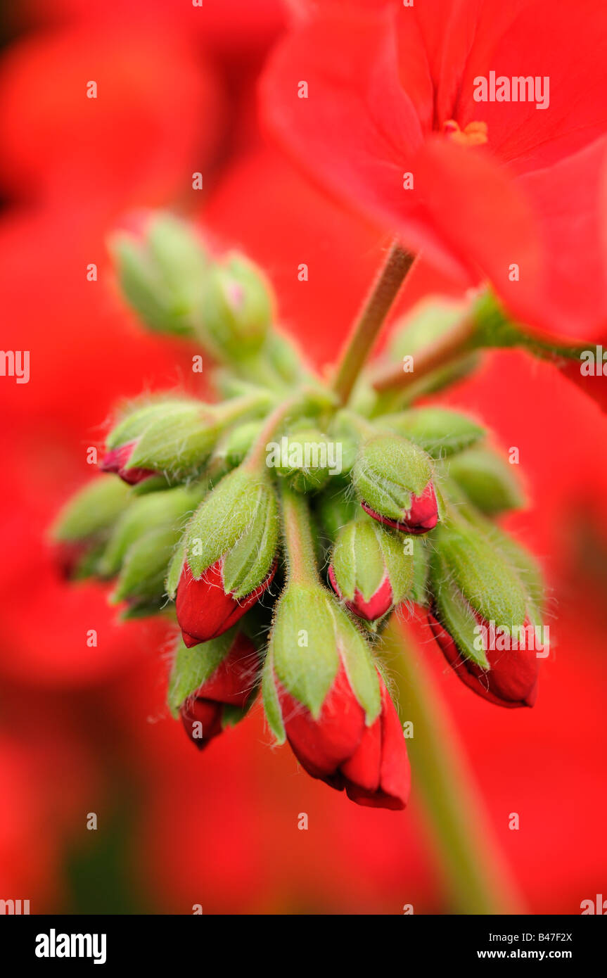 Garden geraniums new flowers breaking bud close up shot UK August Stock Photo Alamy