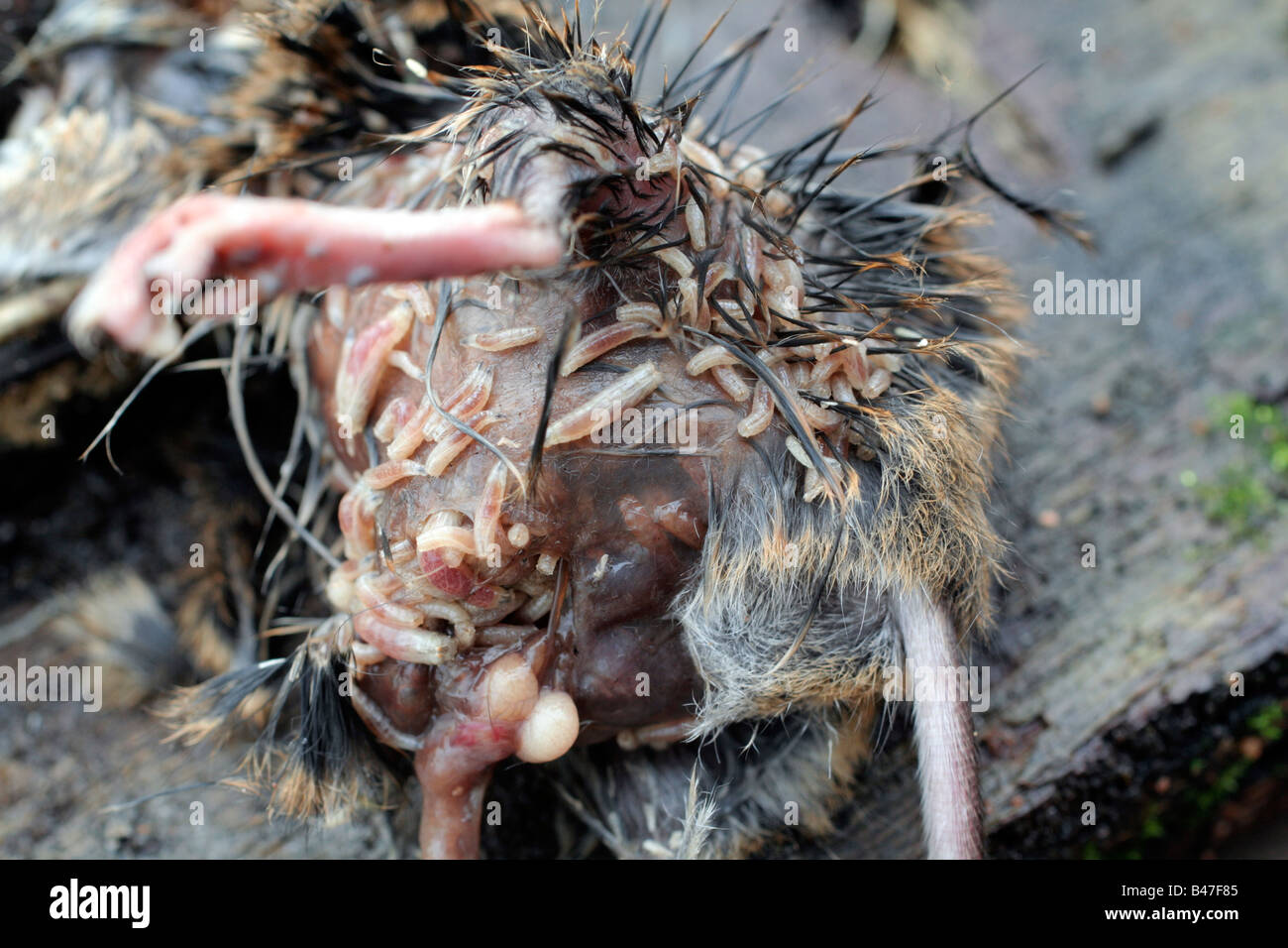 A FIELD MOUSE CARCASS BEING CONSUMED BY FLY MAGGOTS Stock Photo