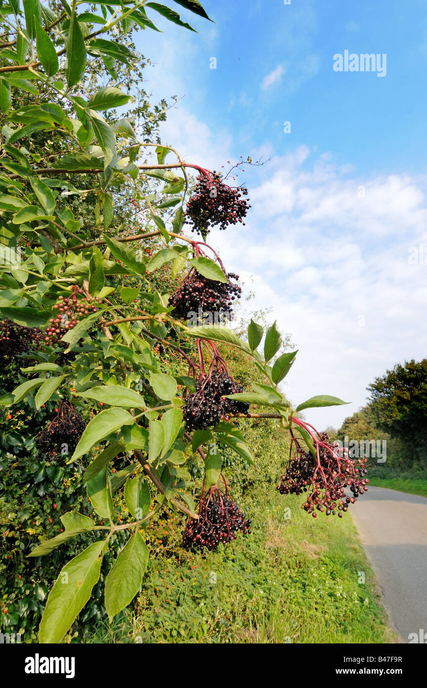 Roadside Elderberries sambucus nigra Norfolk UK September Stock Photo