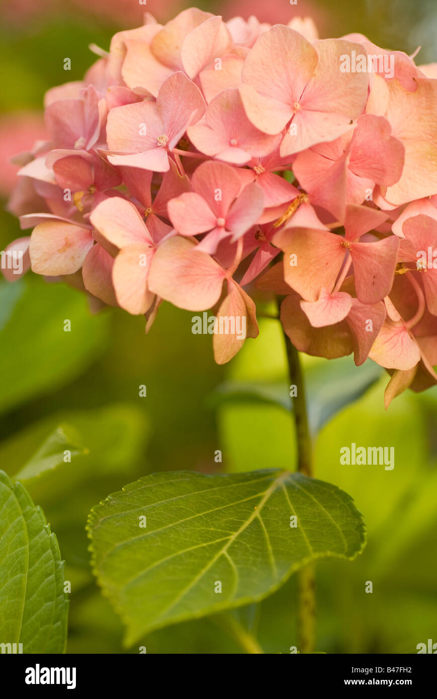 Hydrangea Stalk Straight stalk hi-res stock photography and images - Alamy