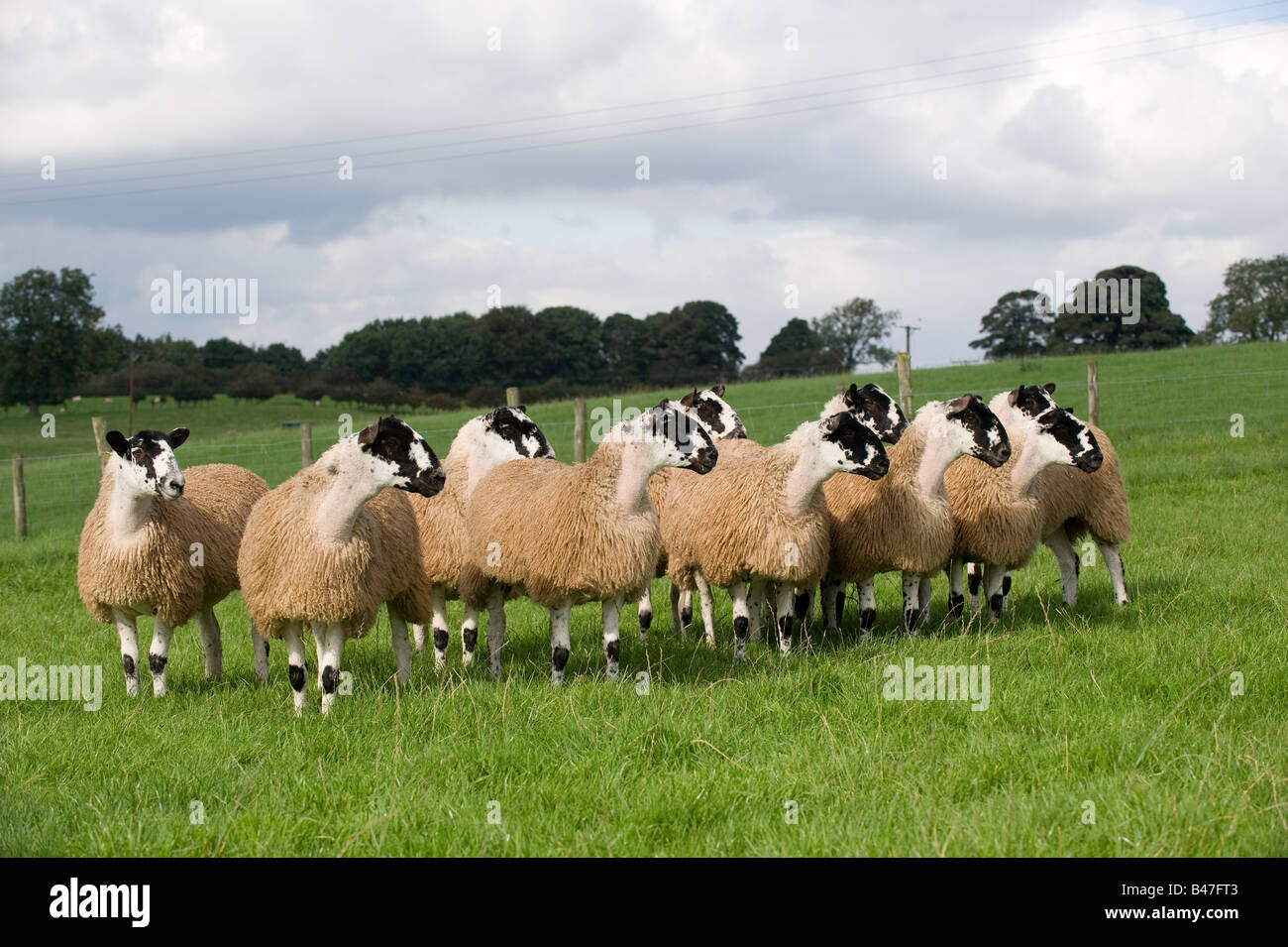 North of England Mule gimmer lambs ready for sale Leyburn North