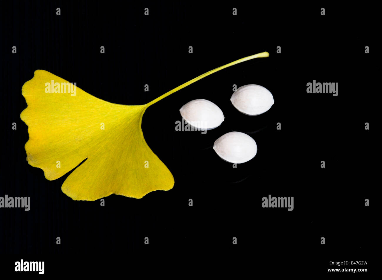 Ginkgo biloba yellow leaf and seeds on black background Stock Photo