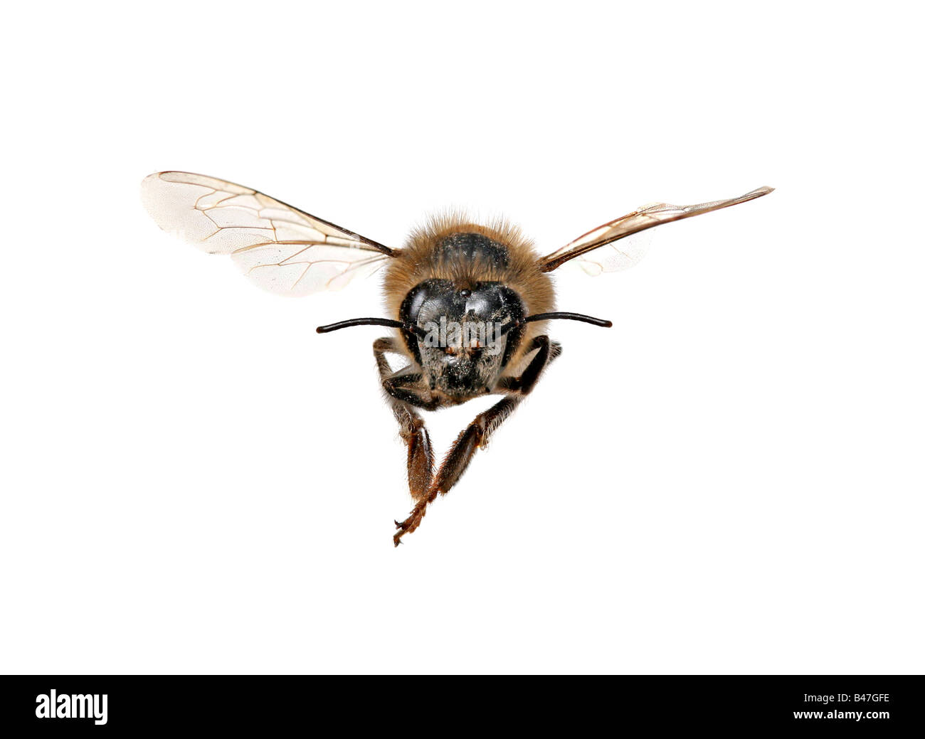 Honey Bee Looking Right At You With Extreme Detail on White Background Stock Photo