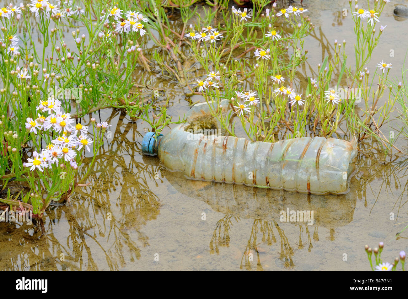 Sea Aster aster tripolium in flower growing through plastic bottle UK September Stock Photo