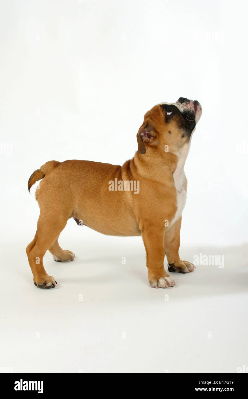 English Bulldog puppy 3 month side Stock Photo