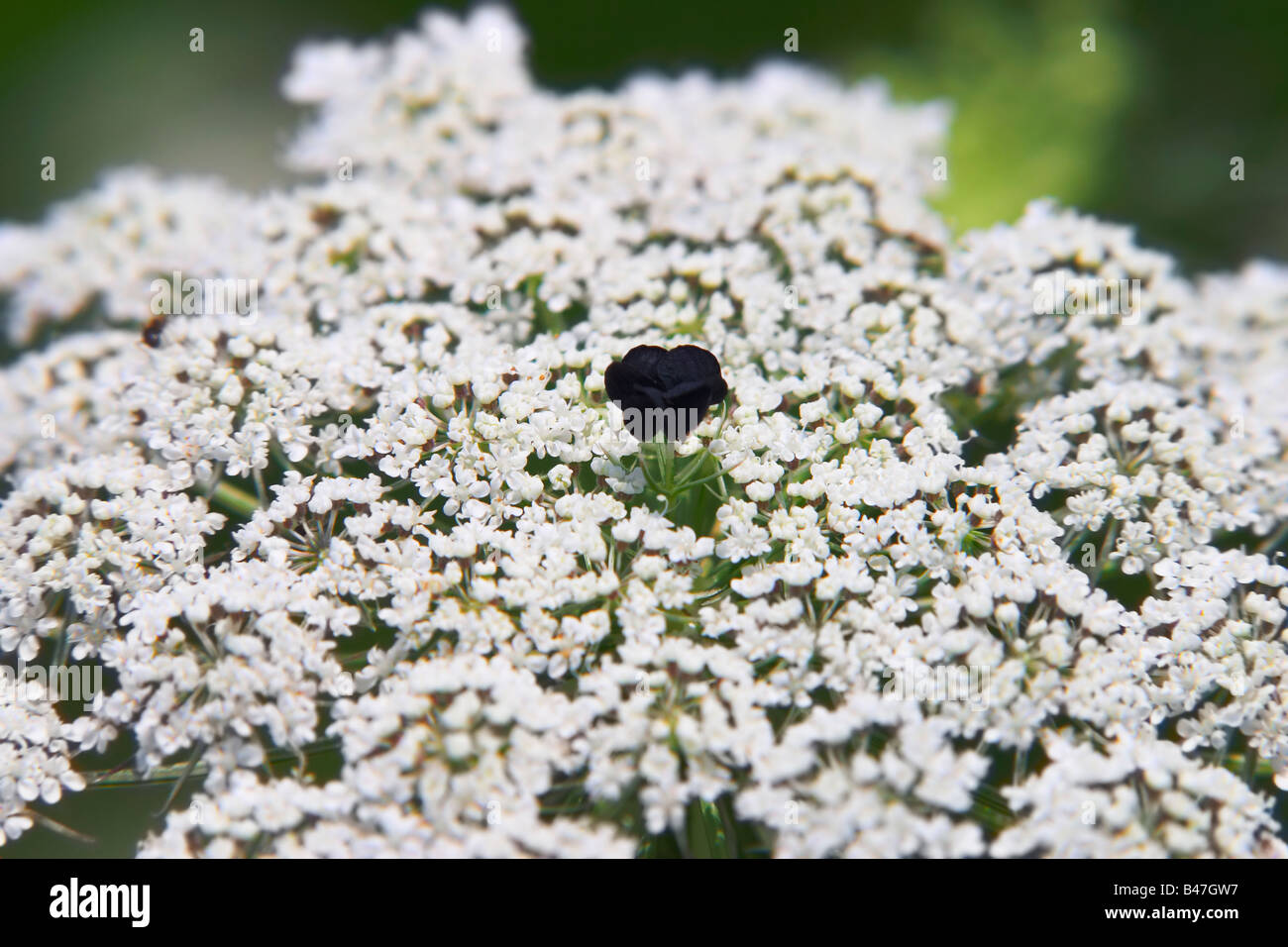 The red flower in the center of a Queen Anne s Lace umbrel Stock Photo