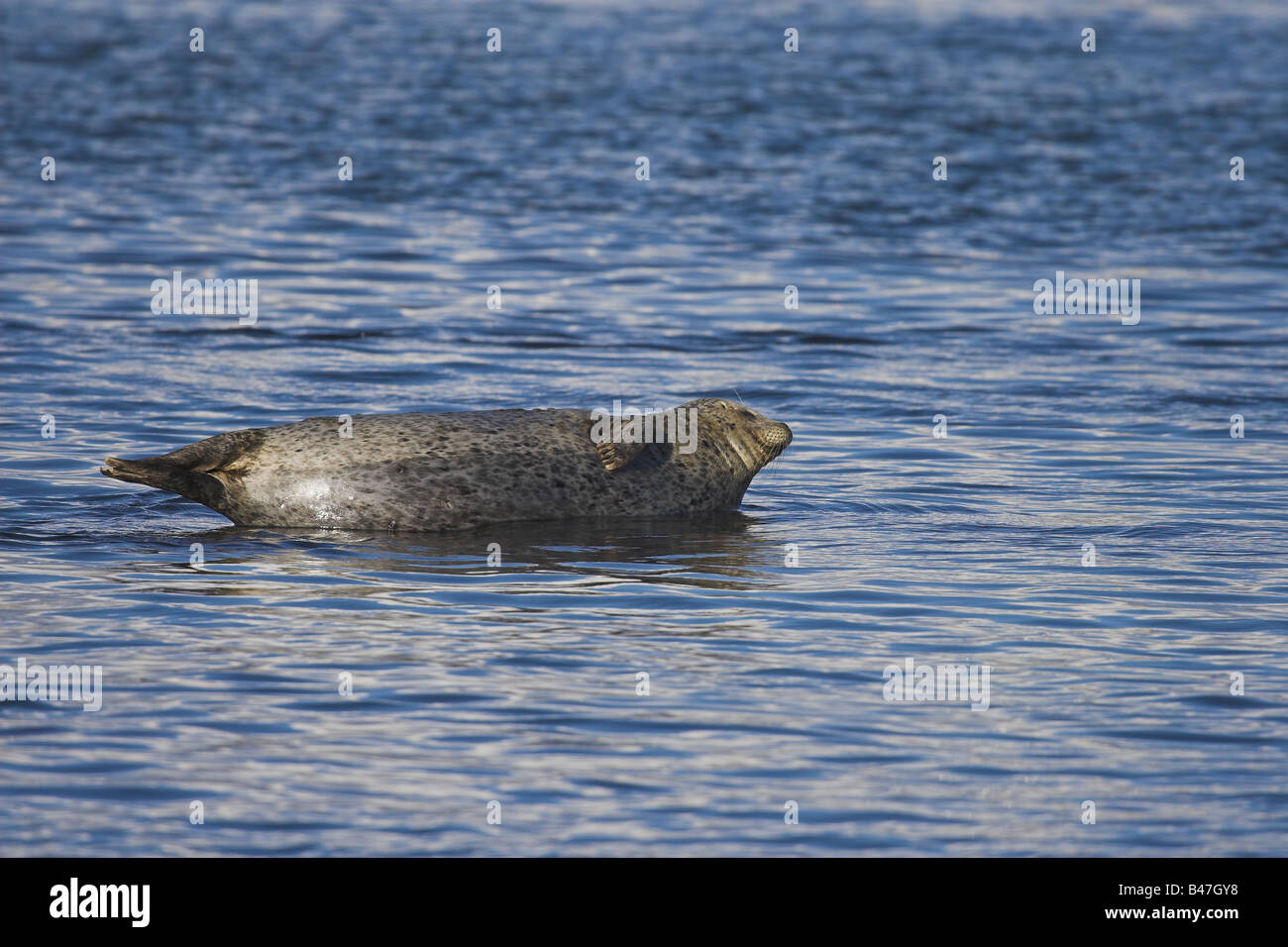 Harbor Seal resting Stock Photo