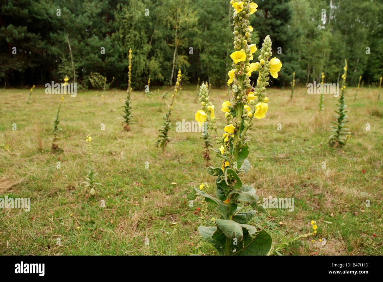 Verbascum (Mullein) plant on a meadow, Poland Stock Photo